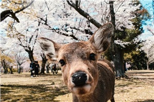 最新 | 1月各国出入境政策汇总